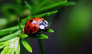 Preview wallpaper ladybug, insect, plant