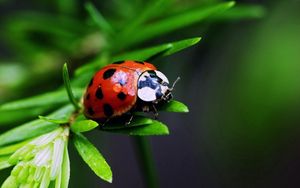 Preview wallpaper ladybug, insect, plant