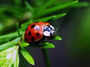 Preview wallpaper ladybug, insect, plant
