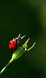 Preview wallpaper ladybug, insect, red, macro, closeup