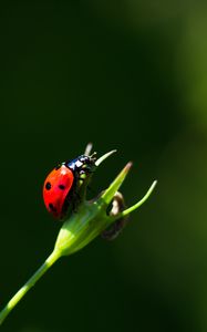 Preview wallpaper ladybug, insect, red, macro, closeup