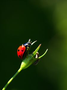 Preview wallpaper ladybug, insect, red, macro, closeup