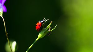 Preview wallpaper ladybug, insect, red, macro, closeup