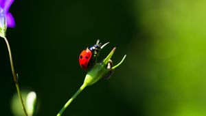 Preview wallpaper ladybug, insect, red, macro, closeup