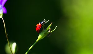 Preview wallpaper ladybug, insect, red, macro, closeup