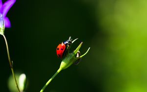 Preview wallpaper ladybug, insect, red, macro, closeup