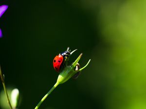 Preview wallpaper ladybug, insect, red, macro, closeup