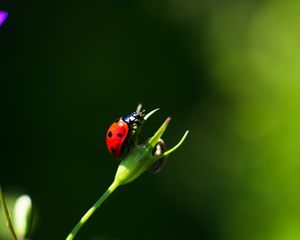 Preview wallpaper ladybug, insect, red, macro, closeup