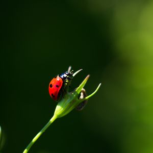 Preview wallpaper ladybug, insect, red, macro, closeup