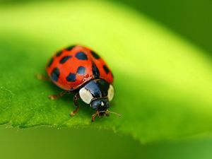 Preview wallpaper ladybug, insect, stains, background