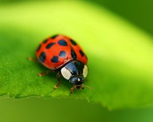 Preview wallpaper ladybug, insect, stains, background