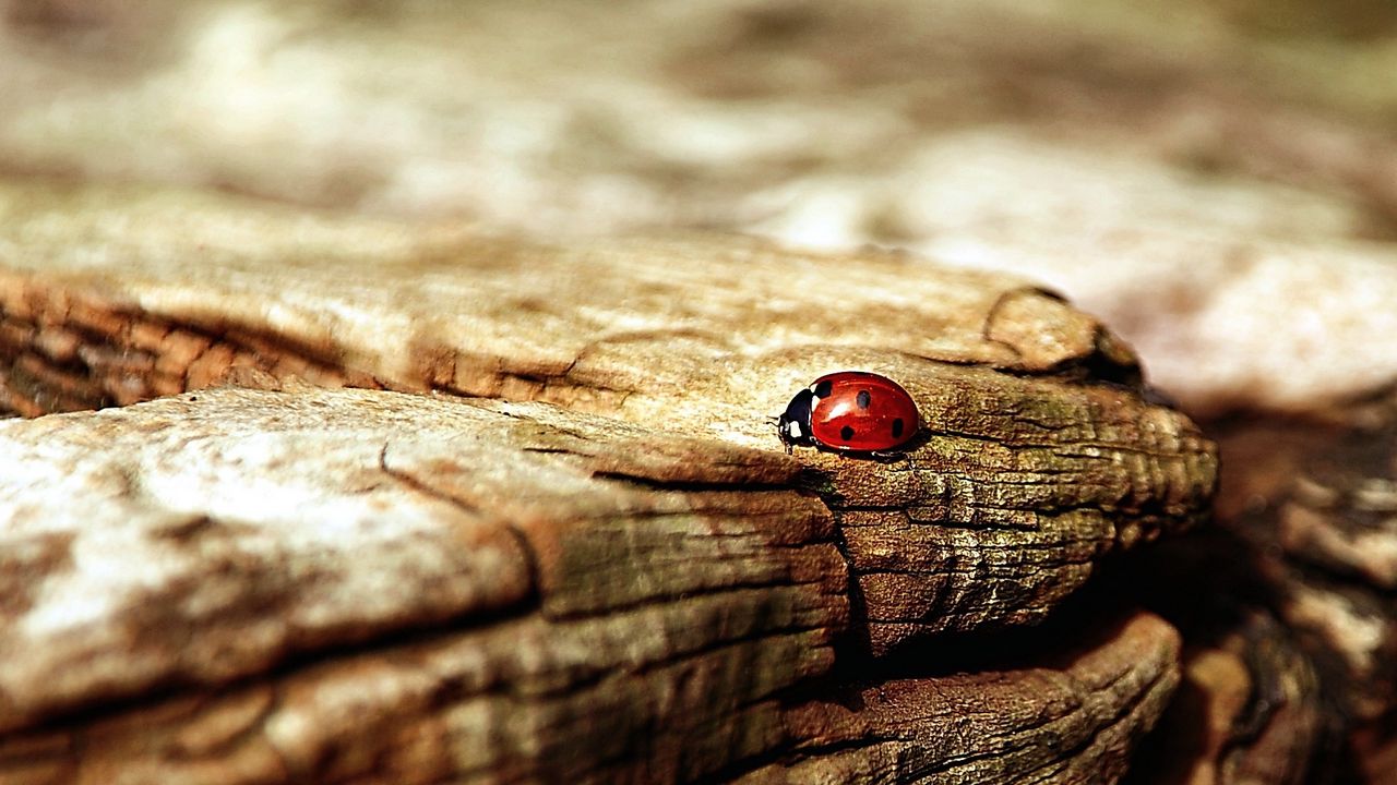 Wallpaper ladybug, insect, surface