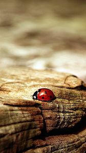 Preview wallpaper ladybug, insect, surface