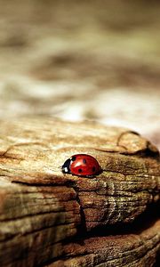Preview wallpaper ladybug, insect, surface