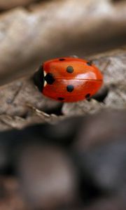 Preview wallpaper ladybug, leaf, autumn, dry