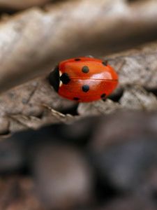 Preview wallpaper ladybug, leaf, autumn, dry