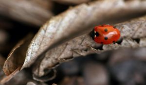 Preview wallpaper ladybug, leaf, autumn, dry