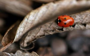 Preview wallpaper ladybug, leaf, autumn, dry