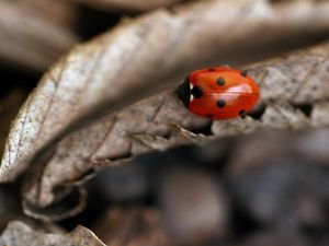 Preview wallpaper ladybug, leaf, autumn, dry