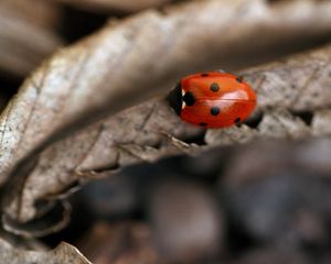 Preview wallpaper ladybug, leaf, autumn, dry