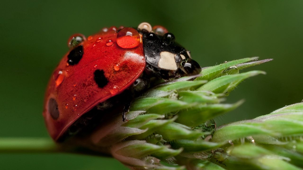 Wallpaper ladybug, leaf, drop, wet