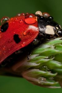 Preview wallpaper ladybug, leaf, drop, wet