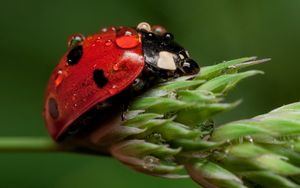 Preview wallpaper ladybug, leaf, drop, wet