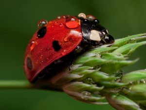 Preview wallpaper ladybug, leaf, drop, wet