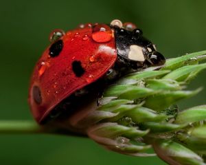 Preview wallpaper ladybug, leaf, drop, wet