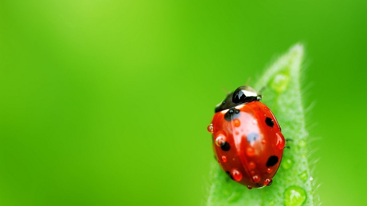 Wallpaper ladybug, leaf, drops, insect
