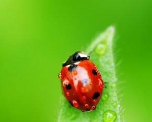 Preview wallpaper ladybug, leaf, drops, insect