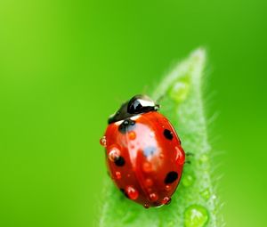Preview wallpaper ladybug, leaf, drops, insect