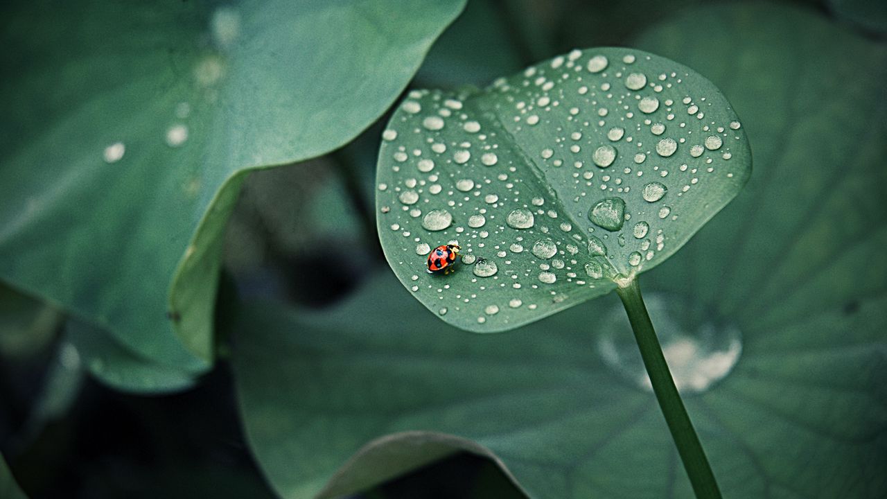 Wallpaper ladybug, leaf, drops, dew, round, insect