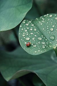 Preview wallpaper ladybug, leaf, drops, dew, round, insect