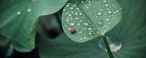 Preview wallpaper ladybug, leaf, drops, dew, round, insect