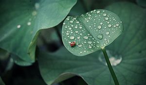 Preview wallpaper ladybug, leaf, drops, dew, round, insect