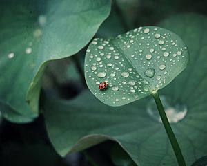 Preview wallpaper ladybug, leaf, drops, dew, round, insect