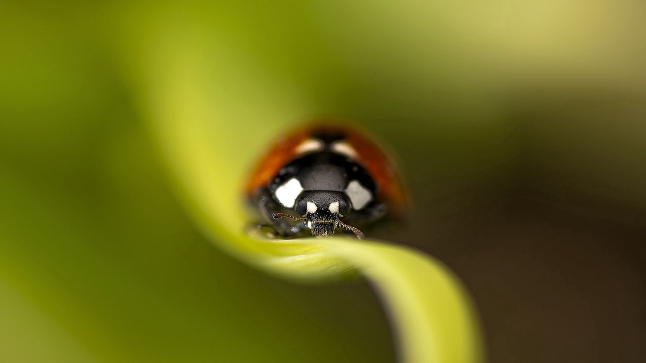 Wallpaper ladybug, leaf, grass, insect