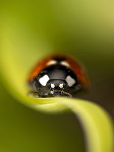 Preview wallpaper ladybug, leaf, grass, insect