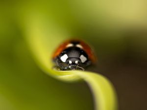 Preview wallpaper ladybug, leaf, grass, insect