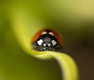 Preview wallpaper ladybug, leaf, grass, insect