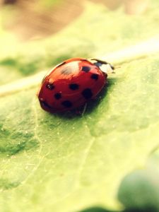 Preview wallpaper ladybug, leaf, light, bright