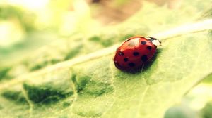 Preview wallpaper ladybug, leaf, light, bright
