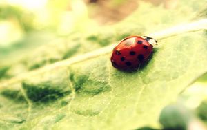 Preview wallpaper ladybug, leaf, light, bright