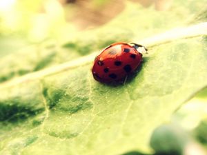 Preview wallpaper ladybug, leaf, light, bright