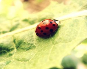 Preview wallpaper ladybug, leaf, light, bright