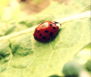 Preview wallpaper ladybug, leaf, light, bright