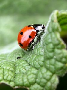 Preview wallpaper ladybug, leaf, light, insects, crawling