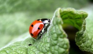 Preview wallpaper ladybug, leaf, light, insects, crawling