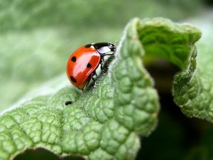 Preview wallpaper ladybug, leaf, light, insects, crawling